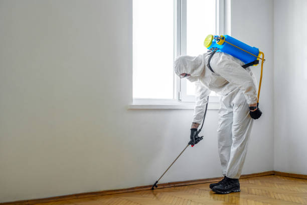 Reliable Callender, CA Pest Control Solutions