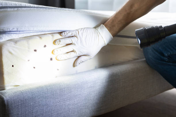 Best Cockroach Control Services  in Llender, CA