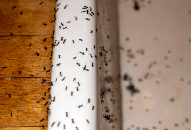 Best Best Pest Control Companies  in Llender, CA