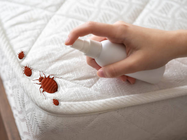 Best Wasp Removal Services  in Llender, CA