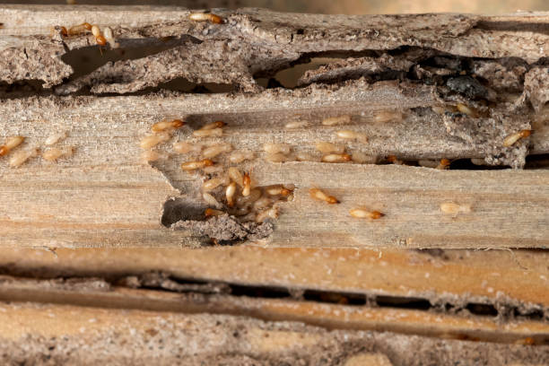 Best Wildlife Control Services  in Llender, CA