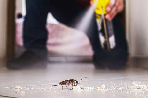 Best Affordable Pest Control Services  in Llender, CA