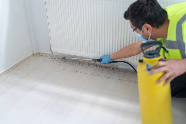 Best Termite Control Services  in Llender, CA